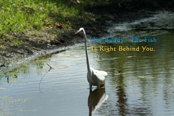 ElR_Egret_Fishing1_031612 (Small).JPG